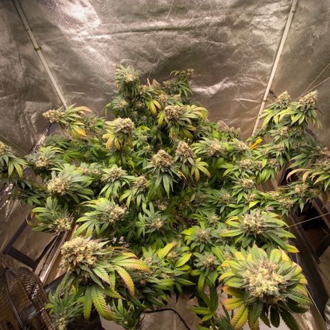  Purple Punch - Lemon Drizzle  growlog timeline photo