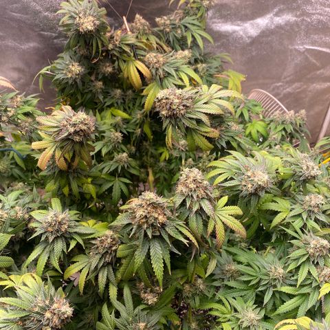 Purple Punch - Lemon Drizzle  growlog timeline photo