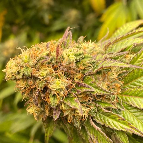  Purple Punch - Lemon Drizzle  growlog timeline photo