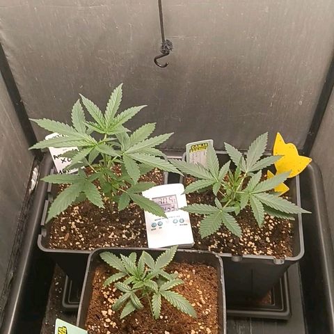Mimosa zkittlez auto growlog timeline photo