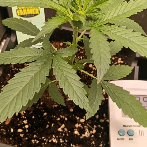 Mimosa zkittlez auto growlog timeline photo