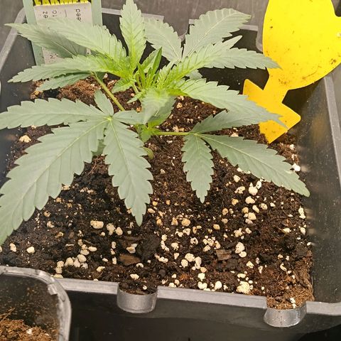 Mimosa zkittlez auto growlog timeline photo