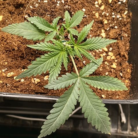 Mimosa zkittlez auto growlog photo: Lst aplicado