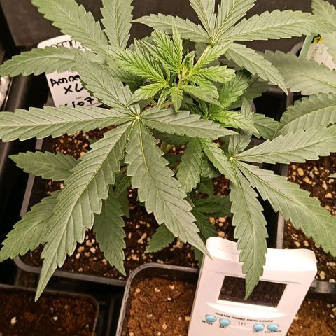 Amnesia XL Auto growlog photo: Poda Apical aplicada