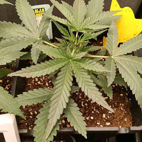 Mimosa zkittlez auto growlog timeline photo