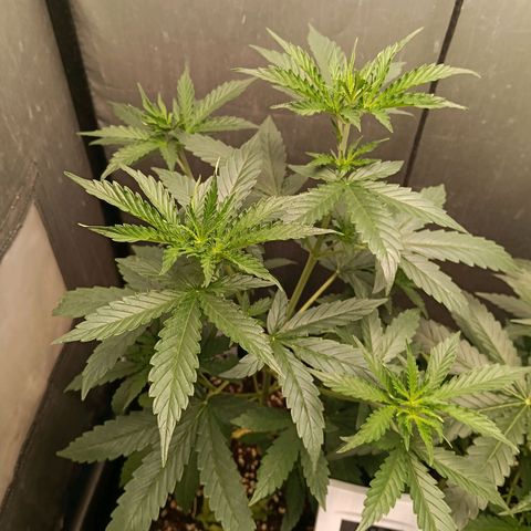 Amnesia XL Auto growlog timeline photo