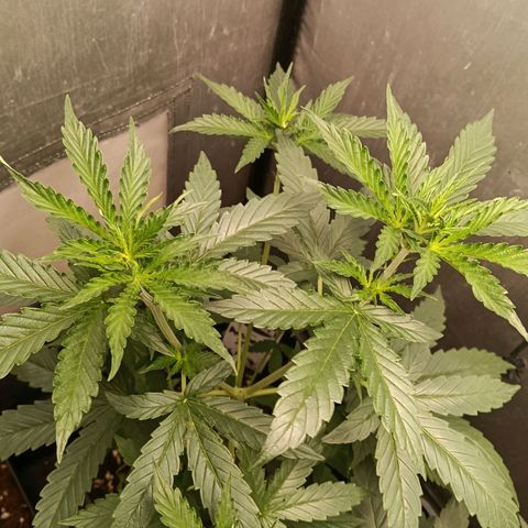 Amnesia XL Auto growlog timeline photo