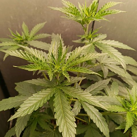 Amnesia XL Auto growlog timeline photo