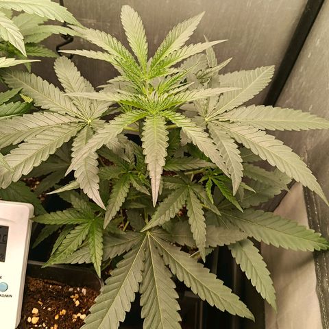 Mimosa zkittlez auto growlog timeline photo