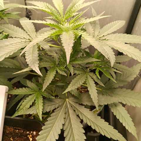 Mimosa zkittlez auto growlog timeline photo