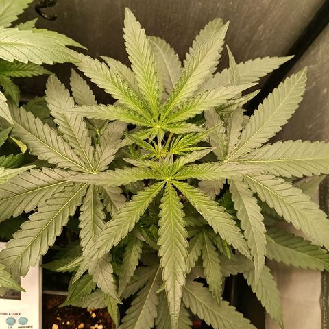 Mimosa zkittlez auto growlog timeline photo