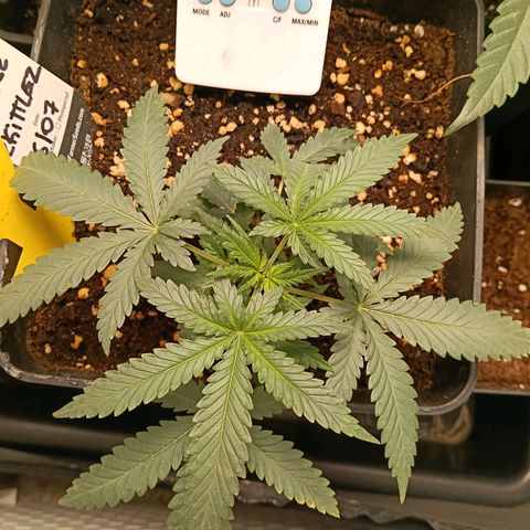 Mimosa zkittlez auto growlog timeline photo