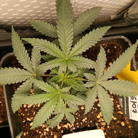Mimosa zkittlez auto growlog timeline photo