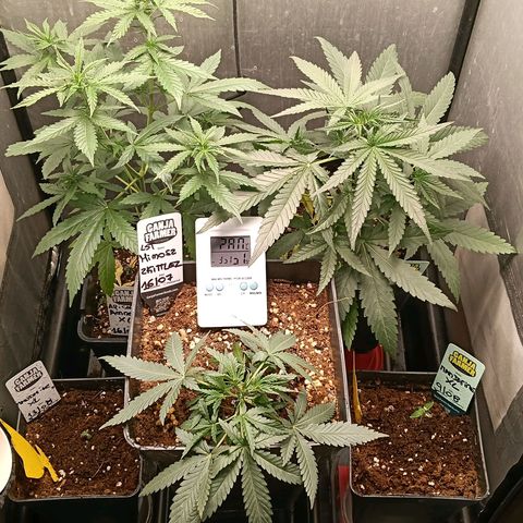 Mimosa zkittlez auto growlog timeline photo