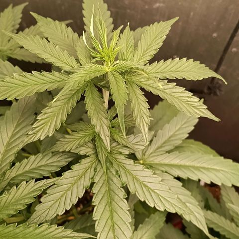 Mimosa zkittlez auto growlog timeline photo