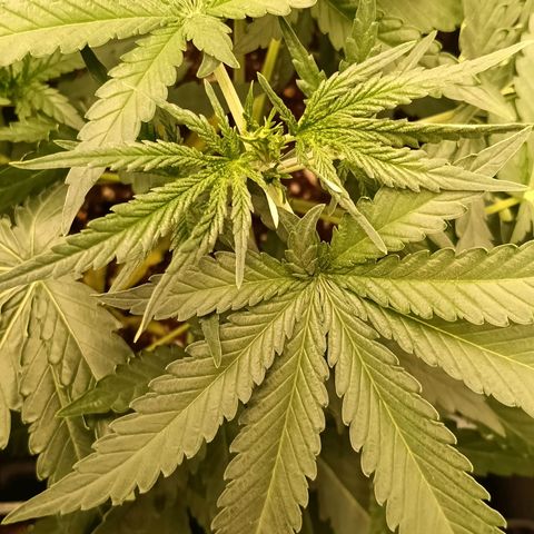 Mimosa zkittlez auto growlog timeline photo