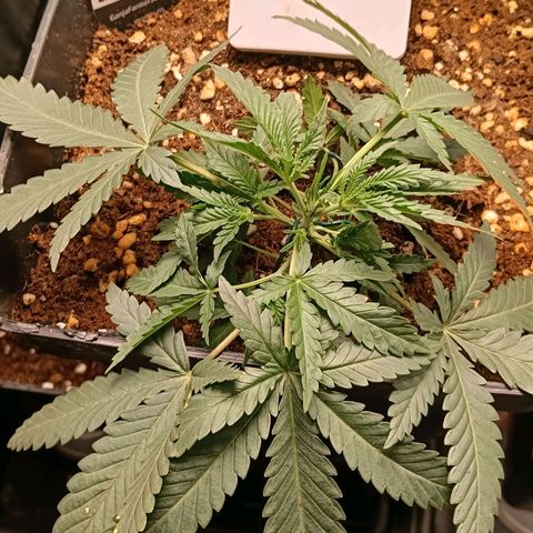 Mimosa zkittlez auto growlog timeline photo