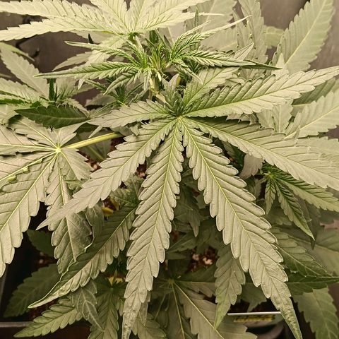 Mimosa zkittlez auto growlog timeline photo