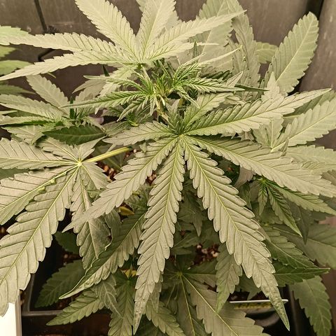 Mimosa zkittlez auto growlog timeline photo