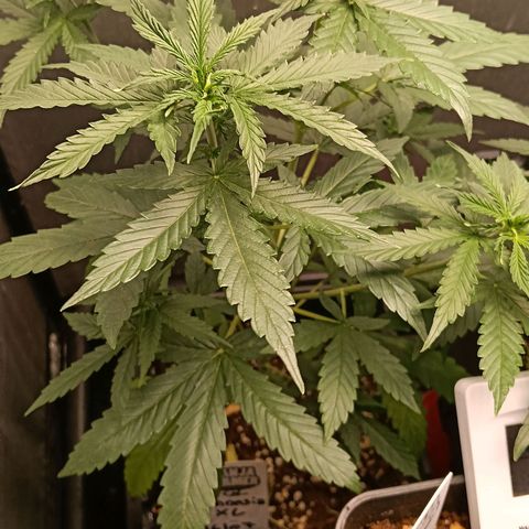 Mimosa zkittlez auto growlog timeline photo