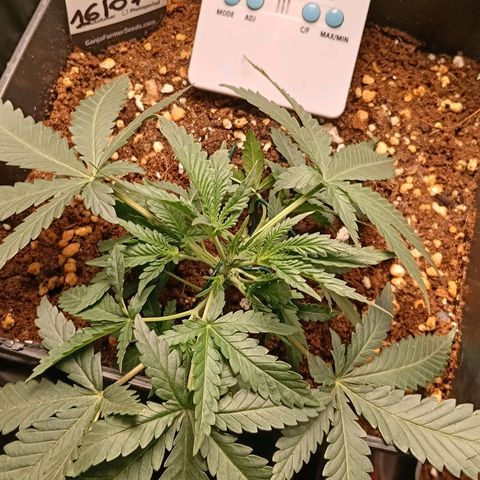 Mimosa zkittlez auto growlog timeline photo