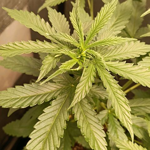 Mimosa zkittlez auto growlog timeline photo