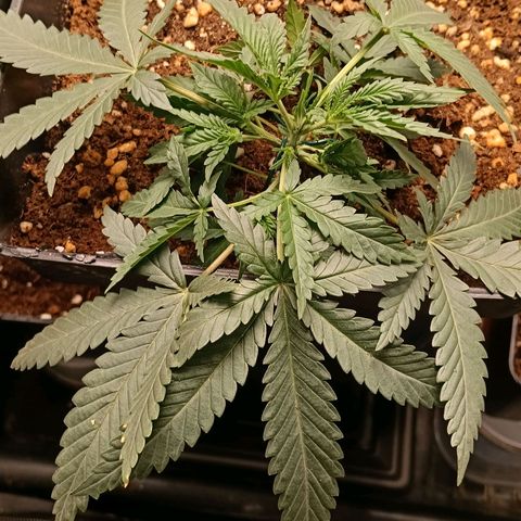 Mimosa zkittlez auto growlog timeline photo