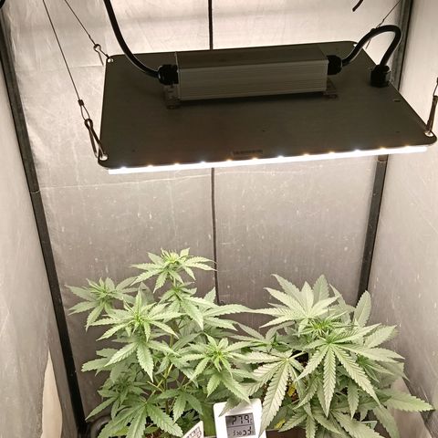 Mimosa zkittlez auto growlog timeline photo