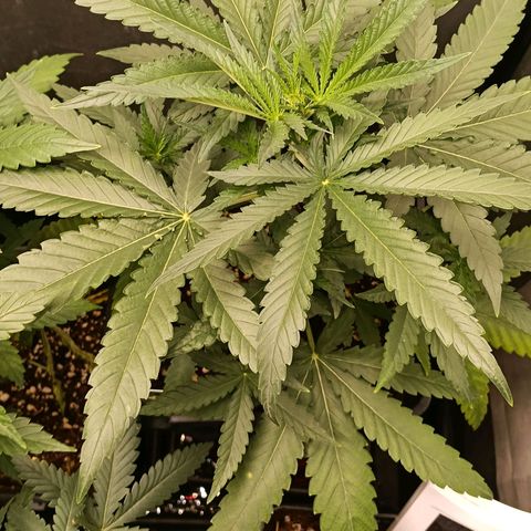 Mimosa zkittlez auto growlog timeline photo