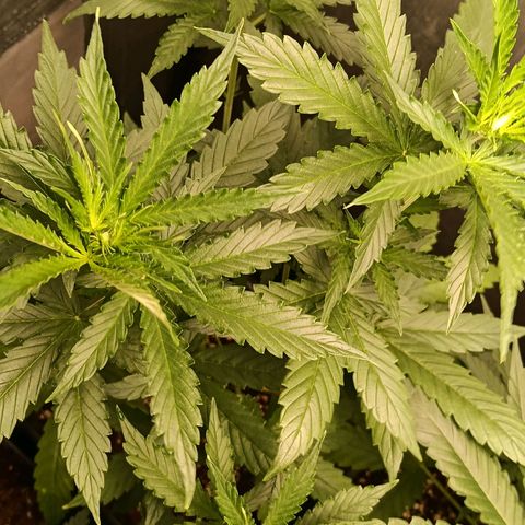 Amnesia XL Auto growlog timeline photo