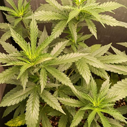 Amnesia XL Auto growlog timeline photo