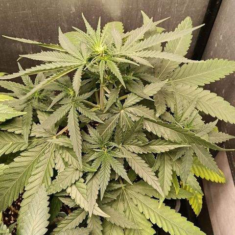 Amnesia XL Auto growlog timeline photo