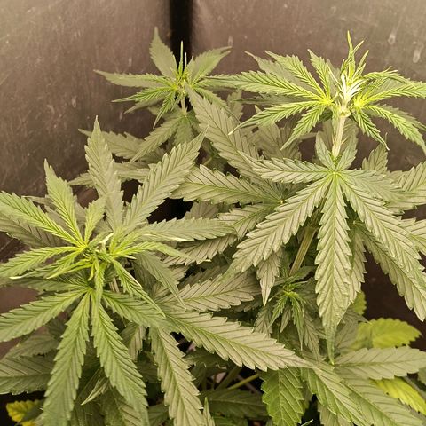 Mimosa zkittlez auto growlog timeline photo