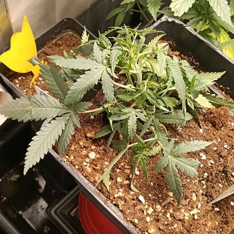Mimosa zkittlez auto growlog photo: My cat crashed on of mimosa zkittlez with lst , , today 😫