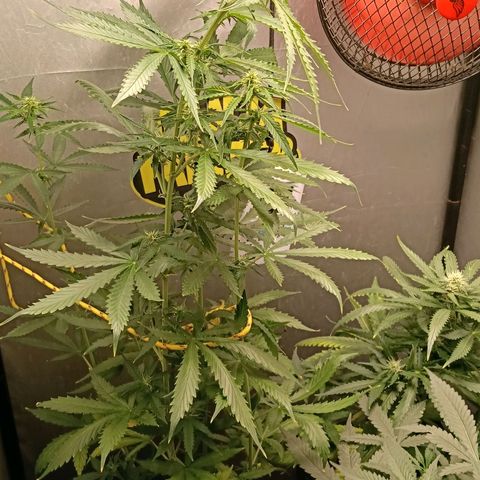 Amnesia XL Auto growlog photo: Está creciendo descontroladamente 🤭