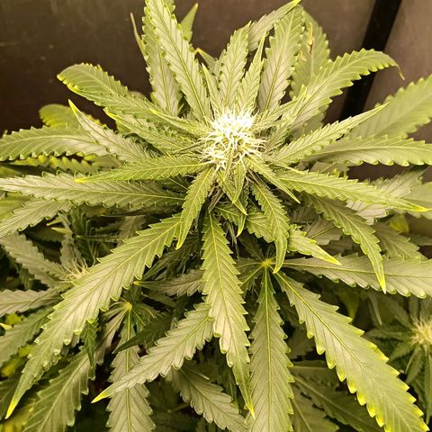 Mimosa zkittlez auto growlog timeline photo
