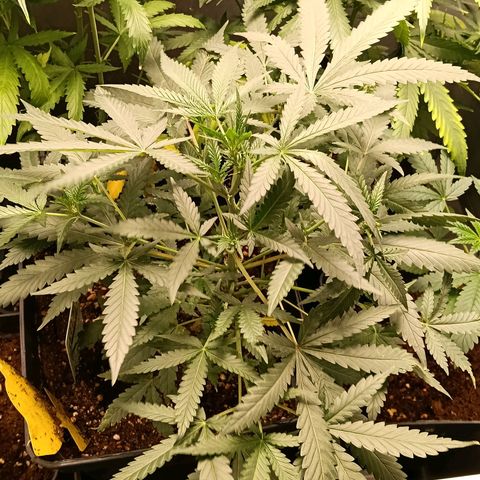 Mimosa zkittlez auto growlog timeline photo
