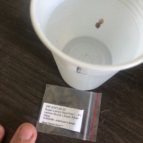 Super Lemon Haze - Planta 1 growlog photo: 2 sementes colocadas para germinar no copo plástico com água filtrada + 1 tampinha de água oxigenada