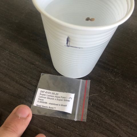 Super Lemon Haze - Planta 1 growlog photo: 2 sementes colocadas para germinar no copo plástico com água filtrada + 1 tampinha de água oxigenada