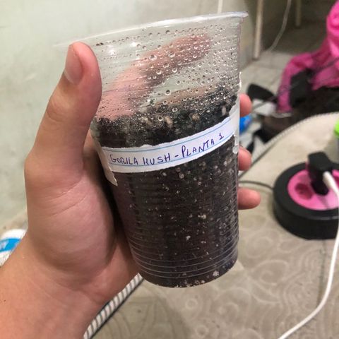 Gorilla Kush - Planta 1 growlog photo: Semente deu trabalho pra entrar no substrato, radícula saiu em círculo mas deu tudo certo