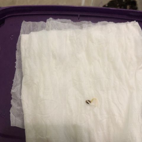 Gorilla Kush - Planta 1 growlog photo: Semente deu trabalho pra entrar no substrato, radícula saiu em círculo mas deu tudo certo