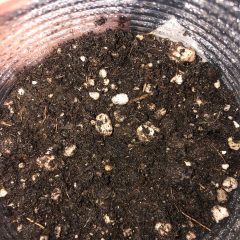 Gorilla Kush - Planta 1 growlog photo: Semente deu trabalho pra entrar no substrato, radícula saiu em círculo mas deu tudo certo