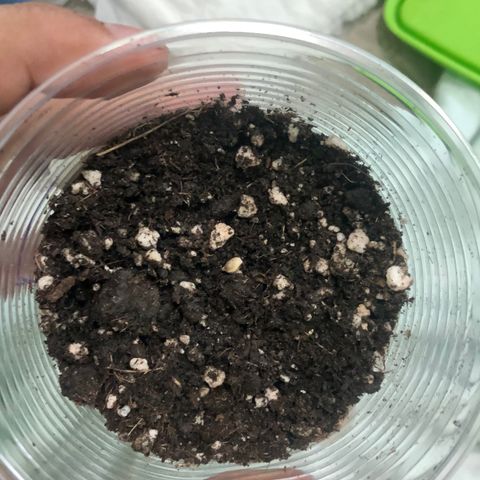 Super Lemon Haze - Planta 1 growlog photo: Transplante ocorreu tranquilo, radícula entrou perfeita no solo 