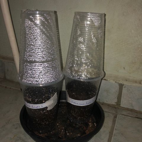 Gorilla Kush - Planta 1 growlog timeline photo