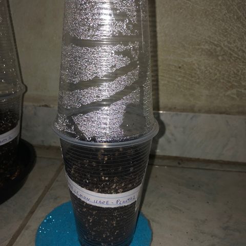 Gorilla Kush - Planta 1 growlog timeline photo