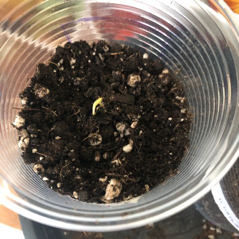 Gorilla Kush - Planta 1 growlog timeline photo