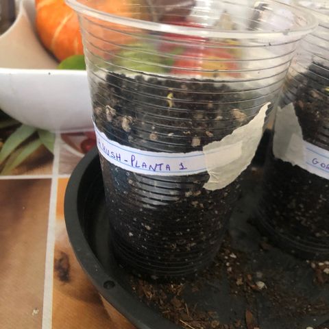 Gorilla Kush - Planta 1 growlog timeline photo