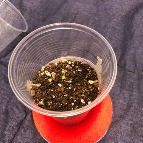 Super Lemon Haze - Planta 1 growlog timeline photo
