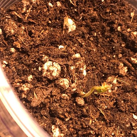 Gorilla Kush - Planta 1 growlog photo: Deixando a película 