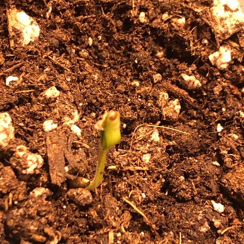 Gorilla Kush - Planta 1 growlog photo: Deixando a película 